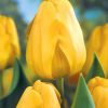Тюльпан Golden Apeldoorn