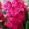 Гіацинт Hollyhock