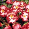 Бегонія Маргіната біло-червона - Marginata white-red - Зображення 5