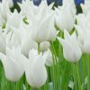 Тюльпан White Triumphator - Зображення 5