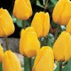 Тюльпан Golden Apeldoorn - Зображення 5