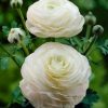 Жовтець White (Фасовка: 5 шт) - Зображення 2
