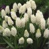 Мускарі Aucheri White Magic