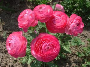 Жовтець Pink (Фасовка: 5 шт)
