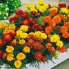 Чорнобривці розлогі Боніта - Зображення 2