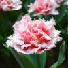 Тюльпан Queensland - Зображення 6