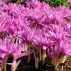 Колхікум Waterlily - Зображення 2