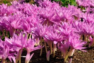 Колхікум Waterlily - Зображення 2