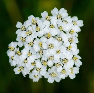 Тисячолистник (деревій) звичайний (Фасовка: 0,5 г)