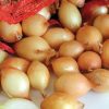 Цибуля сіянка Центуріон (Broer) - Зображення 2