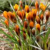 Крокус Orange Monarch - Зображення 2