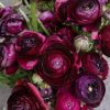 Жовтець Purple Sensation
