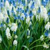 Мускарі Aucheri White Magic - Зображення 4