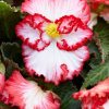 Бегонія Маргіната біло-червона - Marginata white-red - Зображення 4