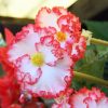 Бегонія Маргіната біло-червона - Marginata white-red - Зображення 6