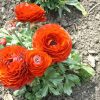 Жовтець Orange - Зображення 3