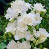 Фрезія White